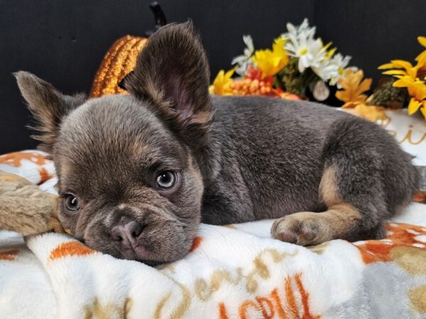 [#4727] Blue Male French Bulldog Puppies For Sale