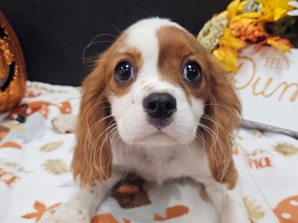 [#4729] Blenheim Male Cavalier King Charles Spaniel Puppies For Sale
