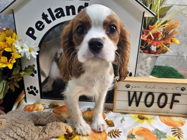 [#4728] Blenheim Male Cavalier King Charles Spaniel Puppies For Sale