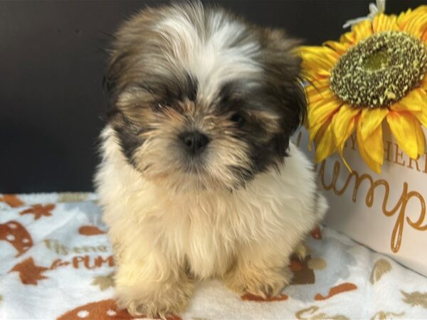 [#4724] Gold and White Male Shih Tzu Puppies For Sale