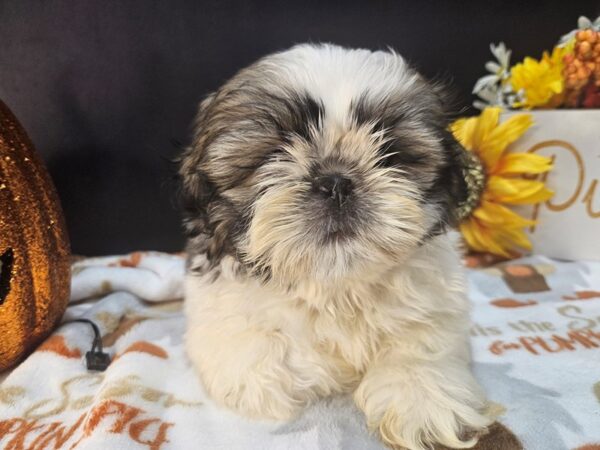 [#4725] Gold and White Female Shih Tzu Puppies For Sale