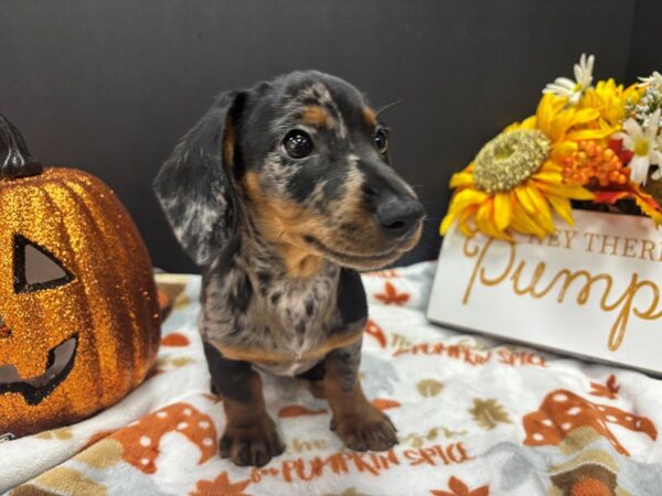 [#4730] Blue dapple Male Dachshund Puppies For Sale