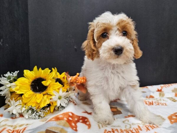 [#4740] Red & White Female Miniature Poodle Puppies For Sale