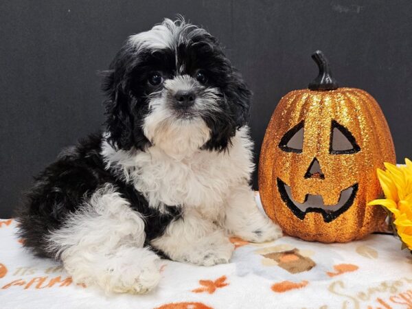 [#4738] Black & White Female Teddy Bear Puppies For Sale
