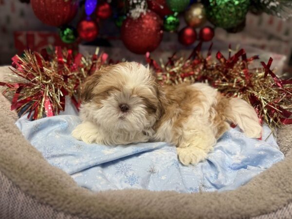 [#110] Red & White Male Shih Tzu Puppies For Sale