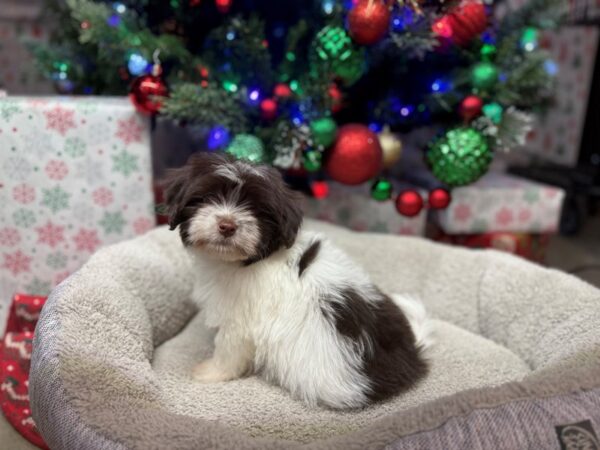 [#4862] Chocolate & White Male Havanese Puppies For Sale