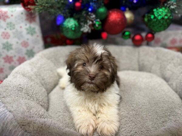 [#4861] Chocolate & White Male Havanese Puppies For Sale