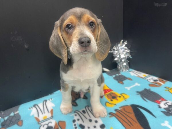 [#4849] Blue Tri Male Beagle Puppies For Sale