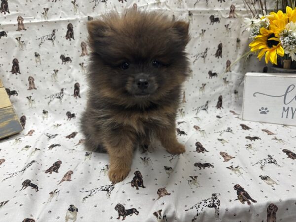 [#4863] Sable Male Pomeranian Puppies For Sale