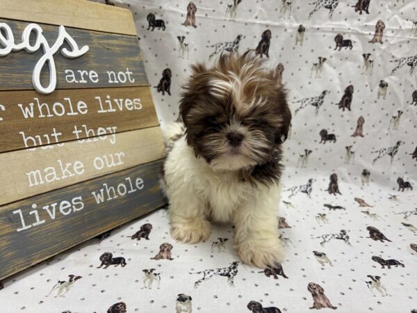 [#4881] Red & White Male Shih Tzu Puppies For Sale