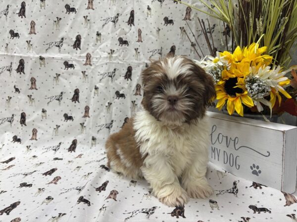 [#4879] Red & White Male Shih Tzu Puppies For Sale