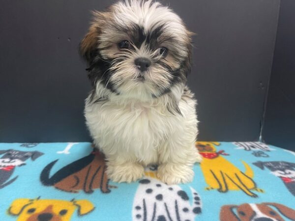 [#4878] Brindle & White Female Shih Tzu Puppies For Sale