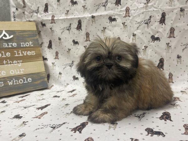 [#4877] Liver Male Shih Tzu Puppies For Sale