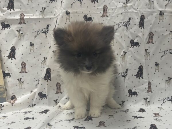 [#4864] Sable & White Female Pomeranian Puppies For Sale