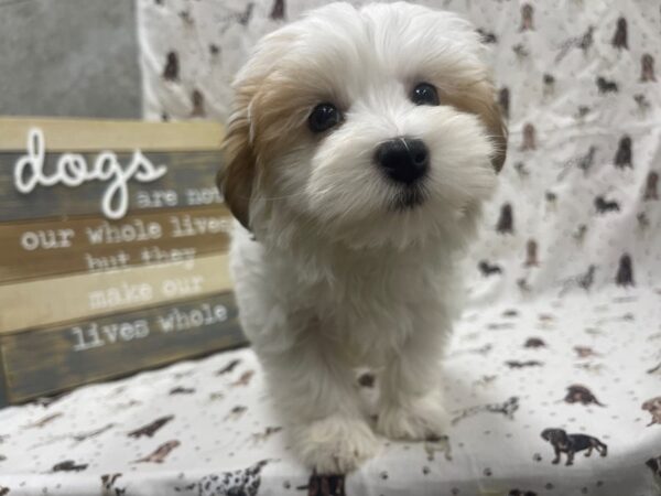 [#4872] Red & White Female Havanese Puppies For Sale