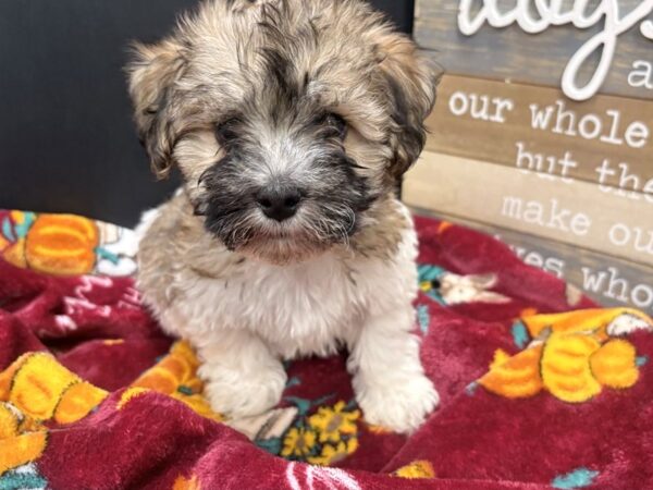 [#4893] Brindle & White Male Havanese Puppies For Sale