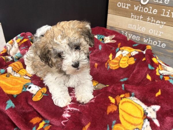 [#4894] Brindle & White Female Havanese Puppies For Sale