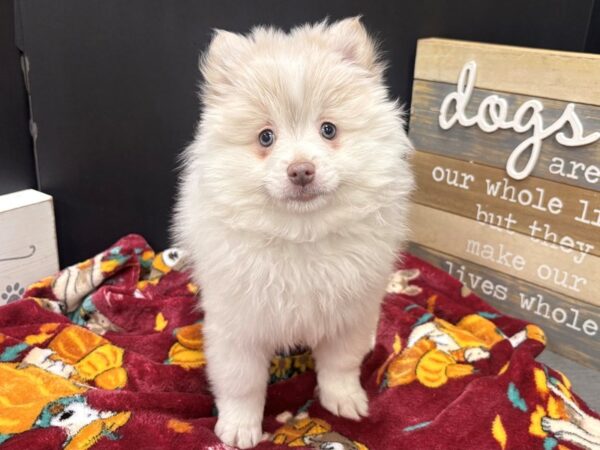 [#4889] White Female Pomeranian Puppies For Sale