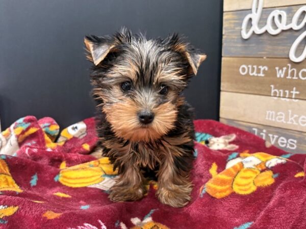 [#4891] Black & Tan Male Yorkshire Terrier Puppies For Sale
