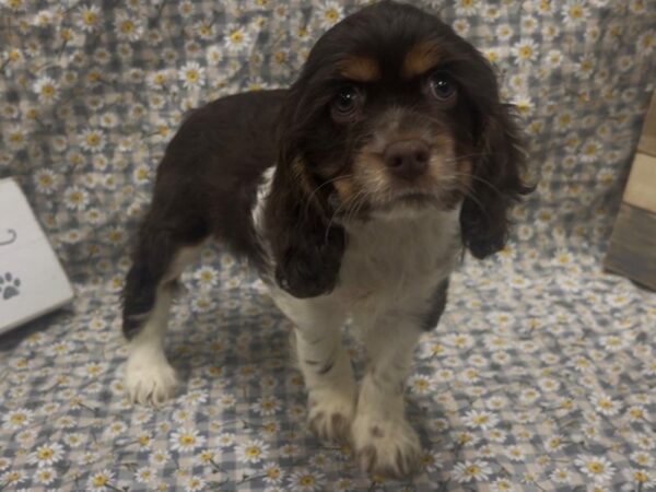 [#4898] Chocolate & White Female Cocker Spaniel Puppies For Sale