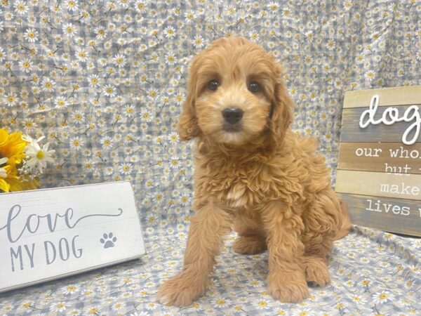 [#4905] Red Female Mini Goldendoodle Puppies For Sale