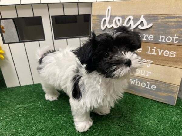 [#4899] Black & White Male Coton De Tulear Puppies For Sale