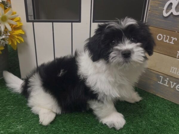 [#4900] Black & White Male Coton De Tulear Puppies For Sale