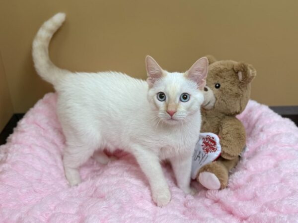 [#74] Cream Pointed Male Siamese Puppies For Sale