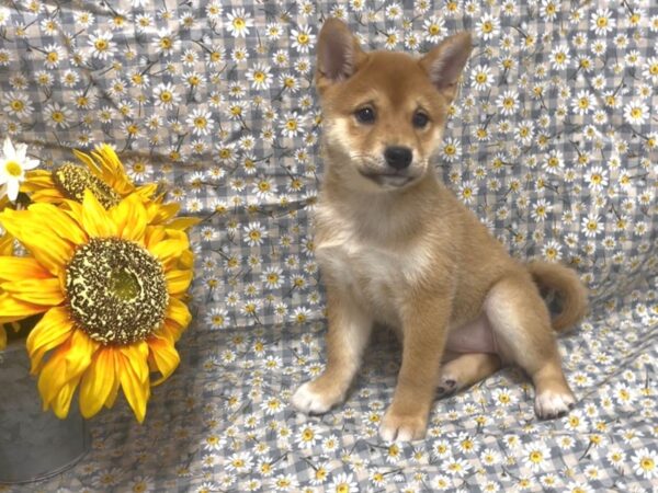 [#4912] Red Sesame Female Shiba Inu Puppies For Sale