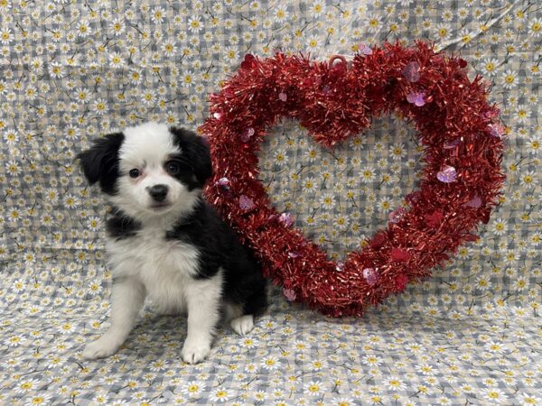 [#4924] Black Tri Female Toy Australian Shepherd Puppies For Sale