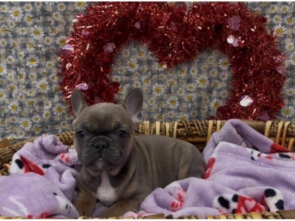 [#4923] Blue Fawn Female French Bulldog Puppies For Sale