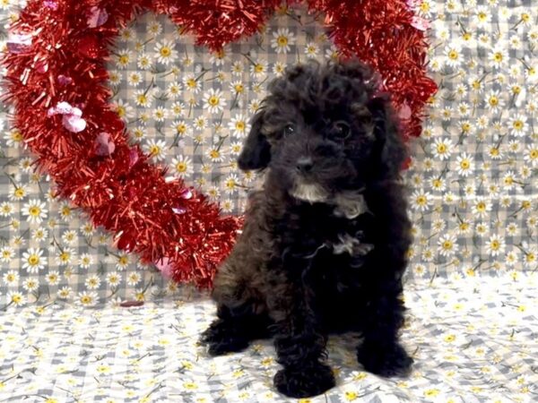 [#4917] Black Merle Female Miniature Poodle Puppies For Sale