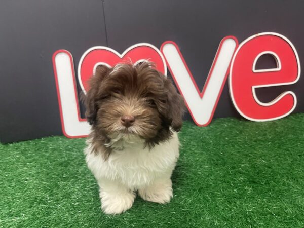[#4918] Chocolate & White Male Havanese Puppies For Sale