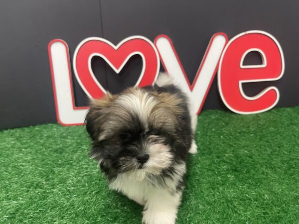 [#4920] Brindle & White Female Havatzu Puppies For Sale