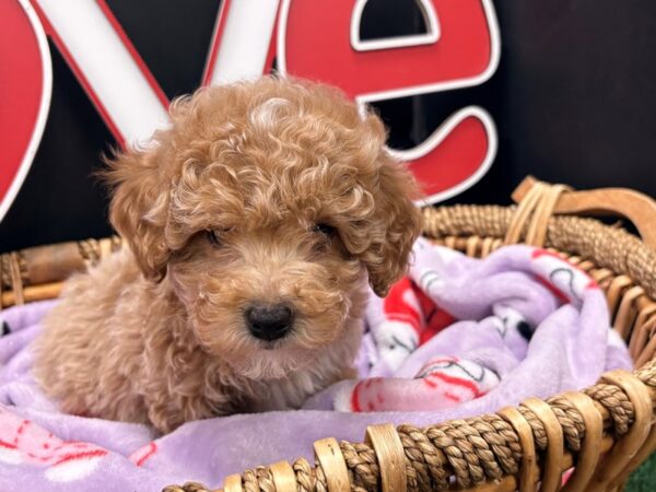 [#4913] Apricot Male Miniature Poodle Puppies For Sale