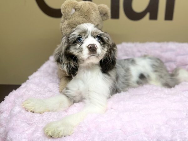 [#194] Red Merle Female Cocker Spaniel Puppies For Sale