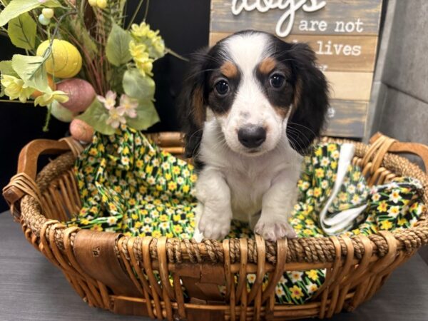 [#4935] Tri Female Dachshund Puppies For Sale