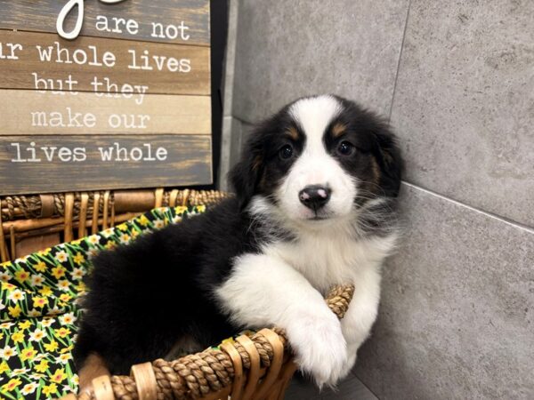 [#4936] Tri Male Miniature American Shepherd Puppies For Sale