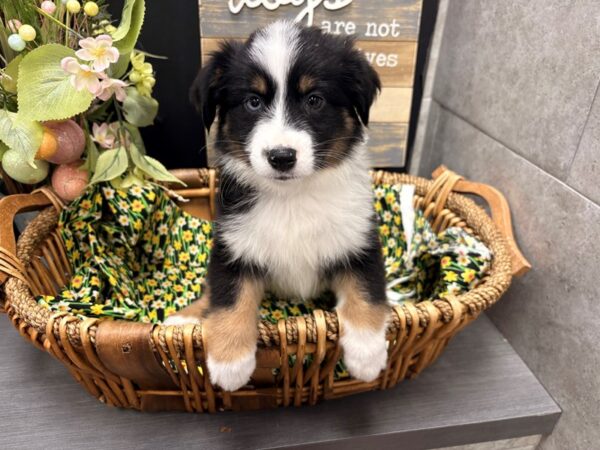 [#4937] Tri Female Miniature American Shepherd Puppies For Sale