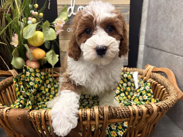 [#4939] Red Abstract Female Cavapoo Puppies For Sale