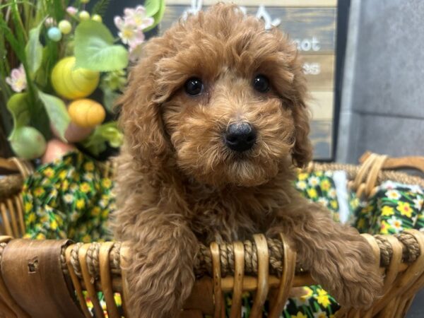 [#4940] Red Male Cavapoo Puppies For Sale