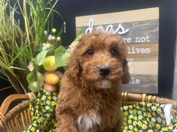 [#4941] Red Male Cavapoo Puppies For Sale