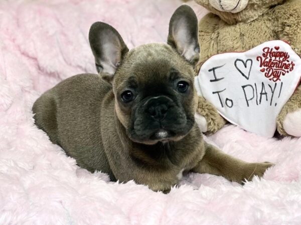 [#193] Blue Fawn Female French Bulldog Puppies For Sale