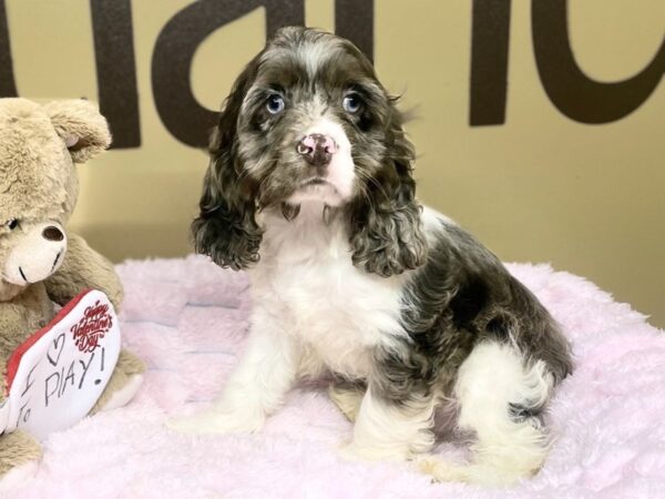 [#195] Red Merle Male Cocker Spaniel Puppies For Sale