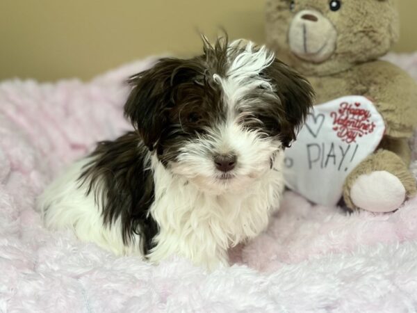 [#190] Chocolate & White Female Havanese Puppies For Sale