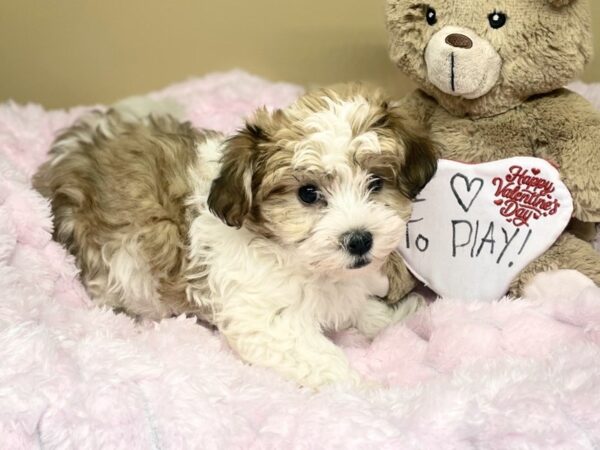 [#189] Gold & White Female Havanese Puppies For Sale