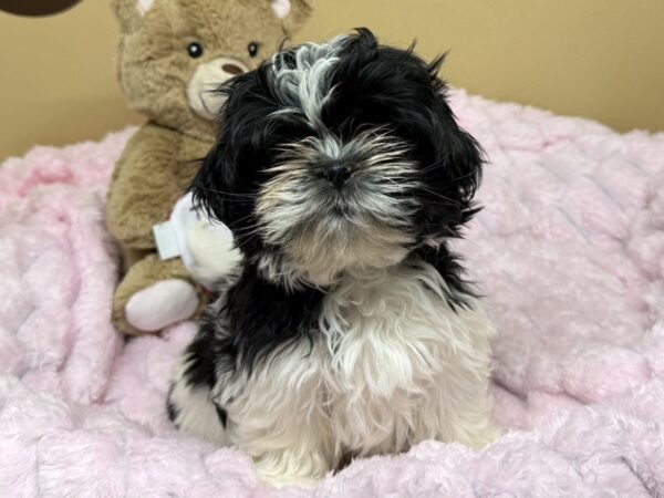 [#187] Black & White Female Shih Tzu Puppies For Sale