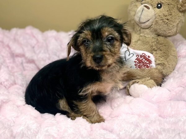 [#184] Black & Tan Female Yorkshire Terrier Puppies For Sale