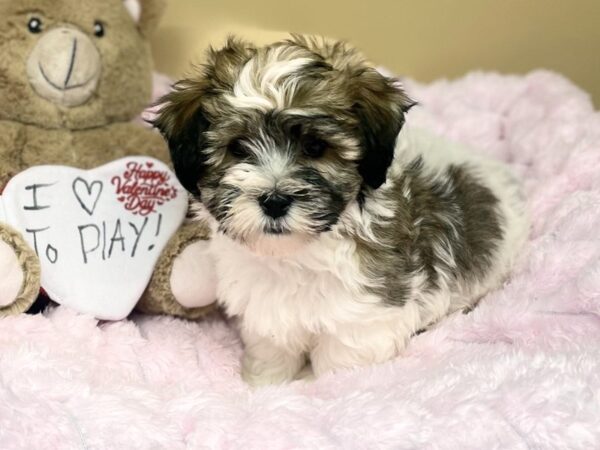 [#188] Brindle & White Male Havanese Puppies For Sale