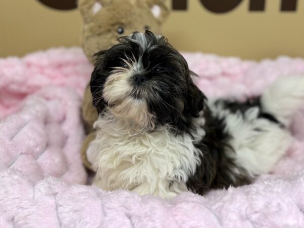 [#186] Brindle & White Male Shih Tzu Puppies For Sale